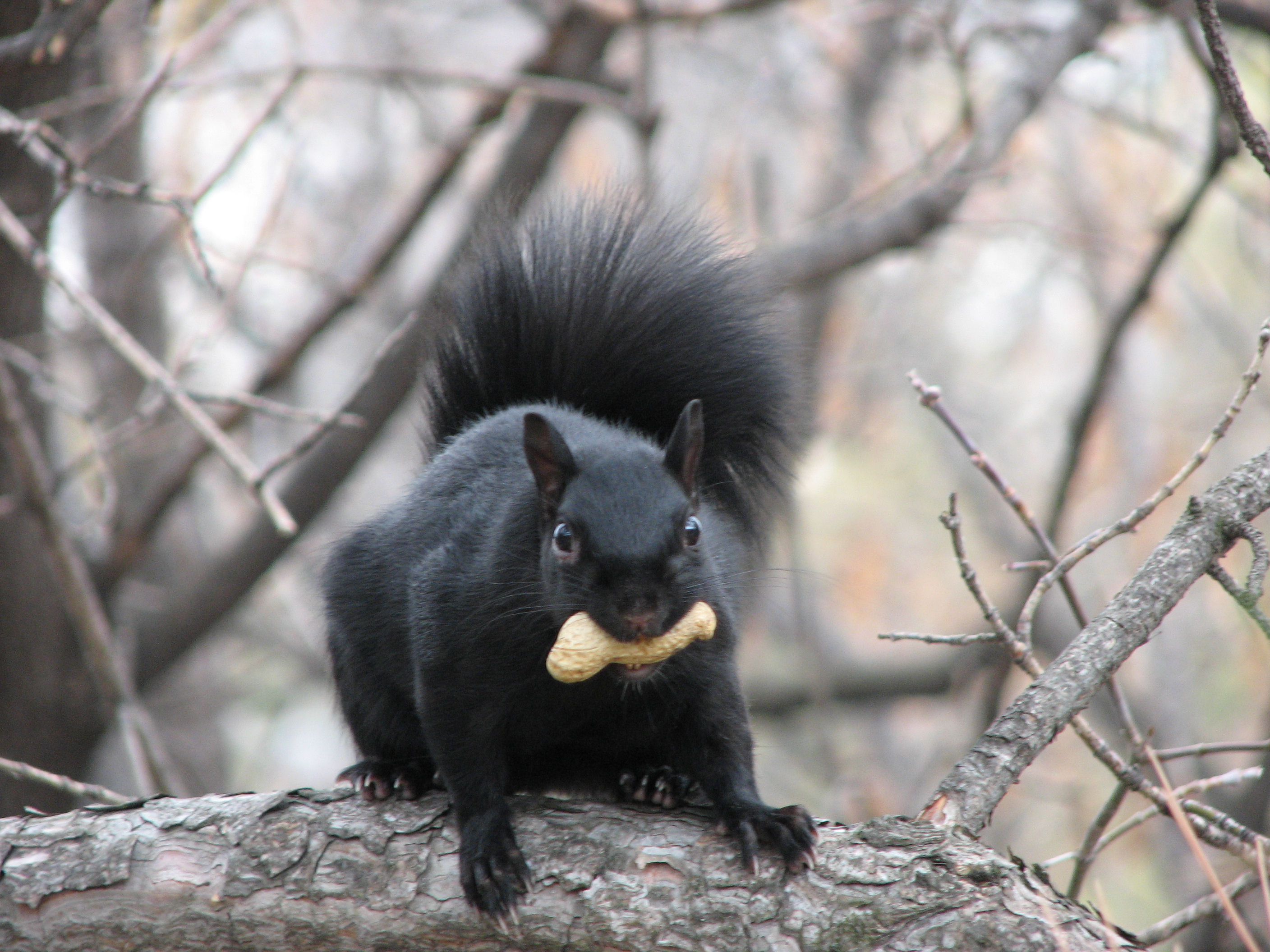 Figure 1:  Black Eastern gray squirrel moving peanuts