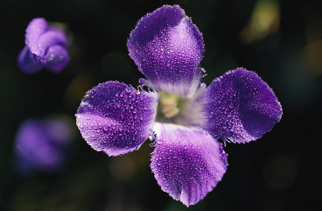 purple_flower_original