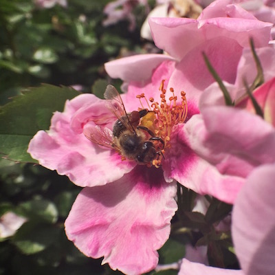 Bee closeup at Parc de Cervantes