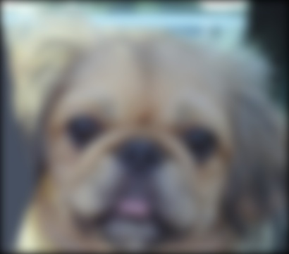 blurred-dog