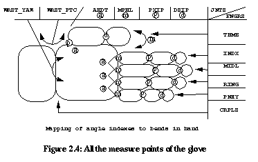 Figure 2.4: All the measure points of
the glove