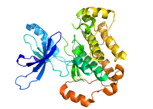 3-D Protein