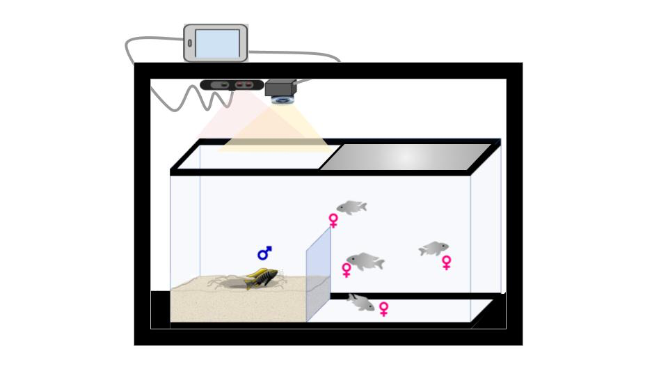 Diagram of an observation tank used by the Georgia Tech FishStalkers to study Lake Malawi Cichlids