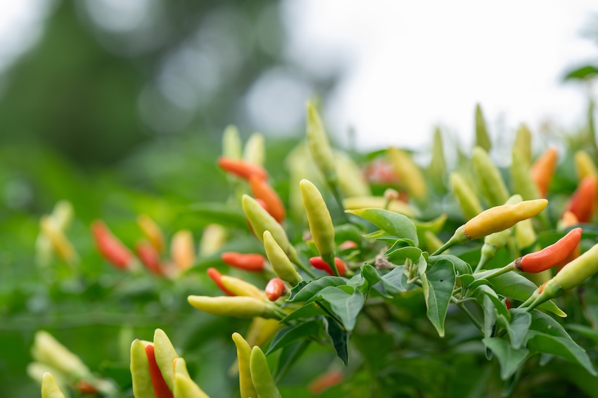 Peppers