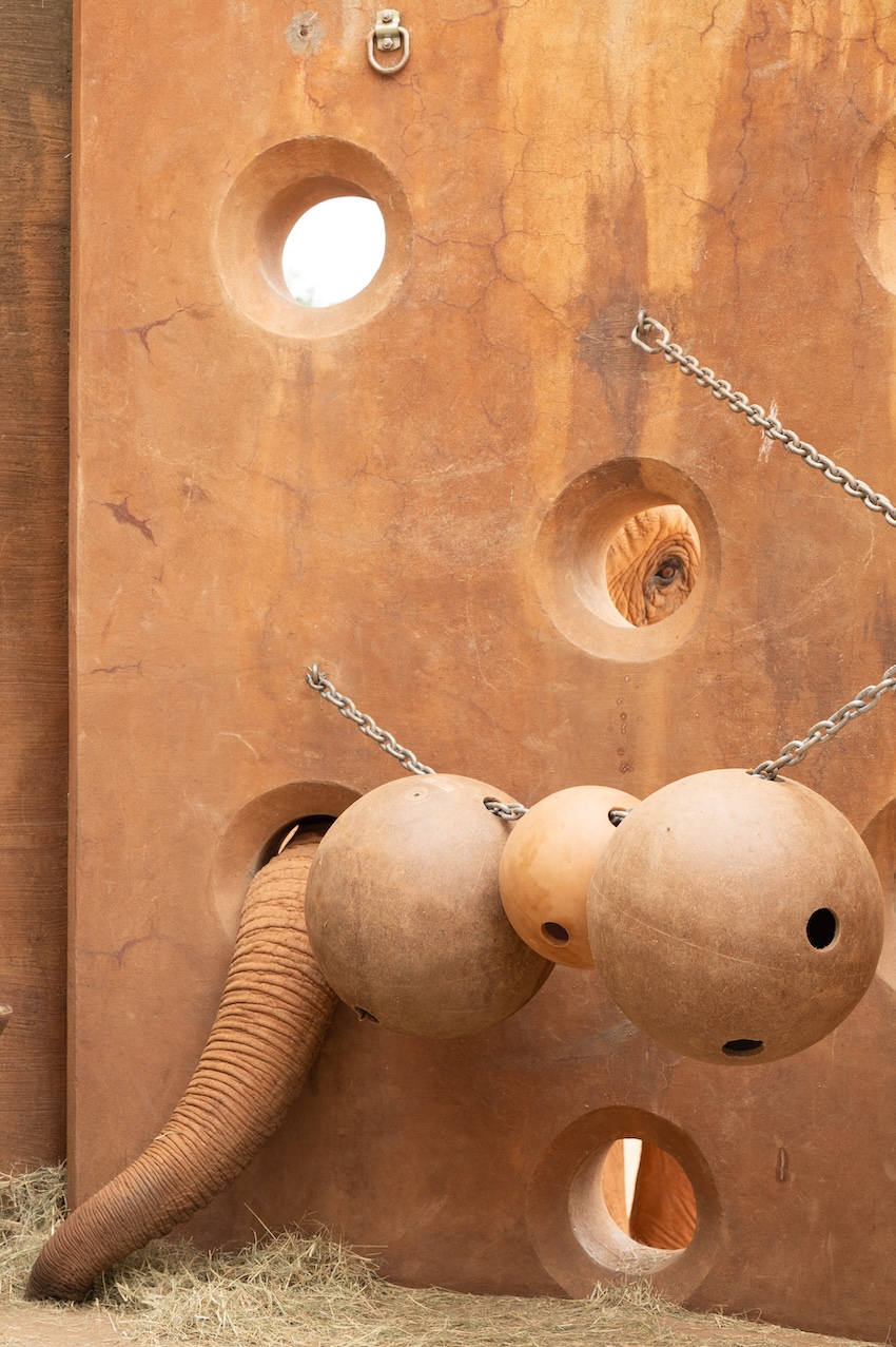 An elephant sticks its trunk into a hole of the enrichment wall as it searches for food