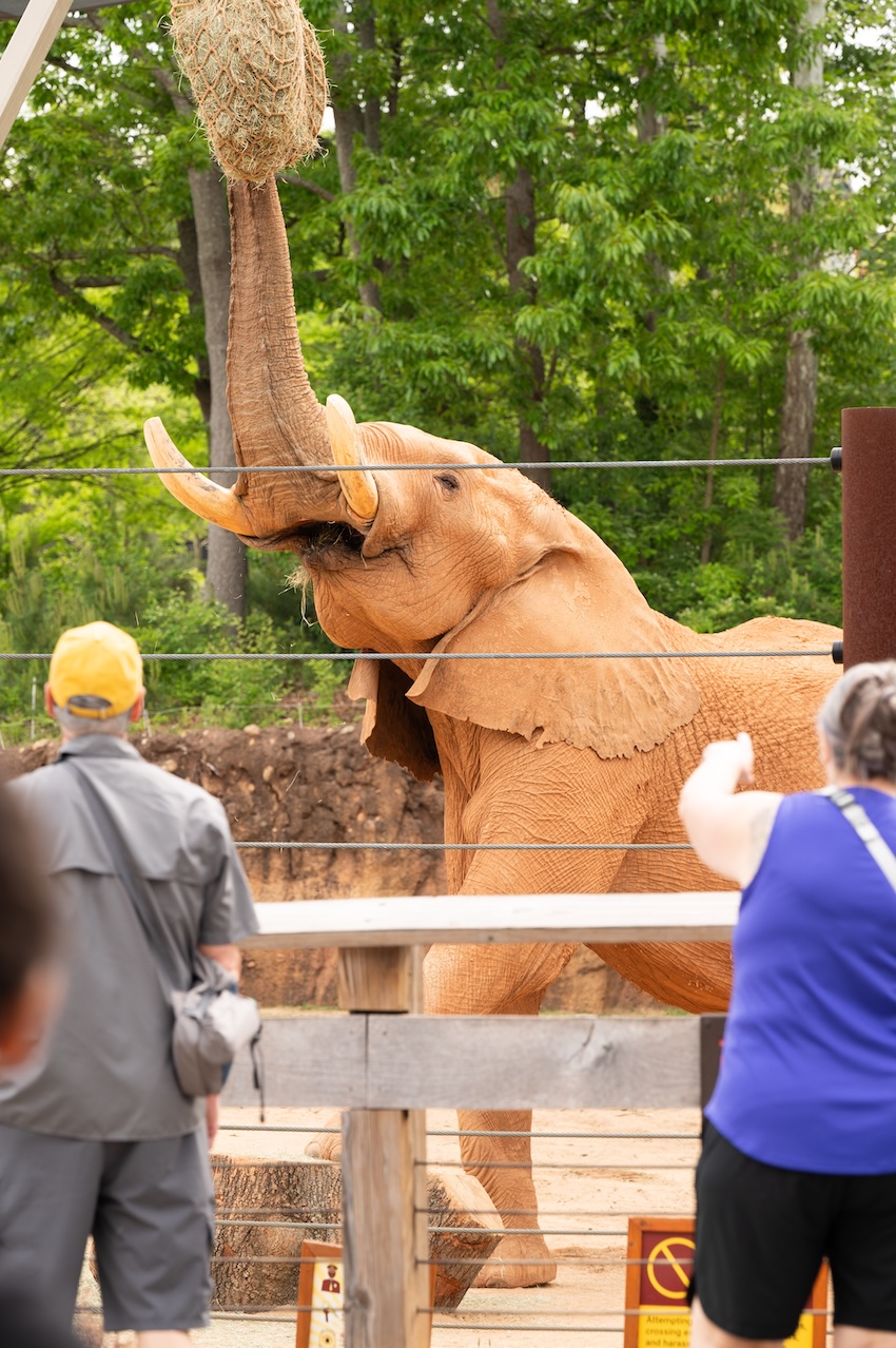 An elephant uses its trunk to grab hay from a feeder suspended over its head.