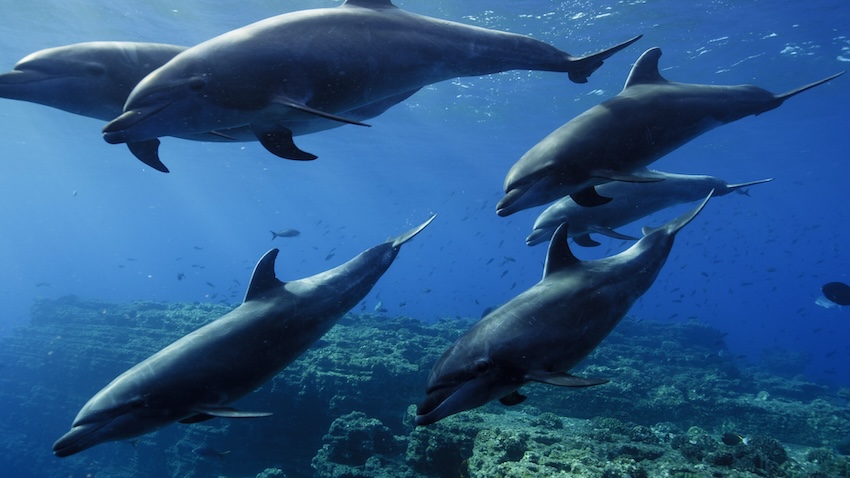stock photo of dolphin pod underwater