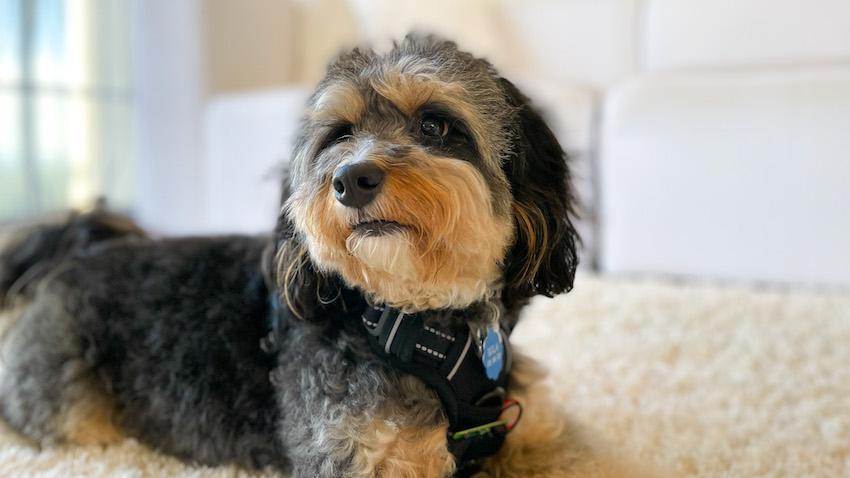 cute small dog in living room