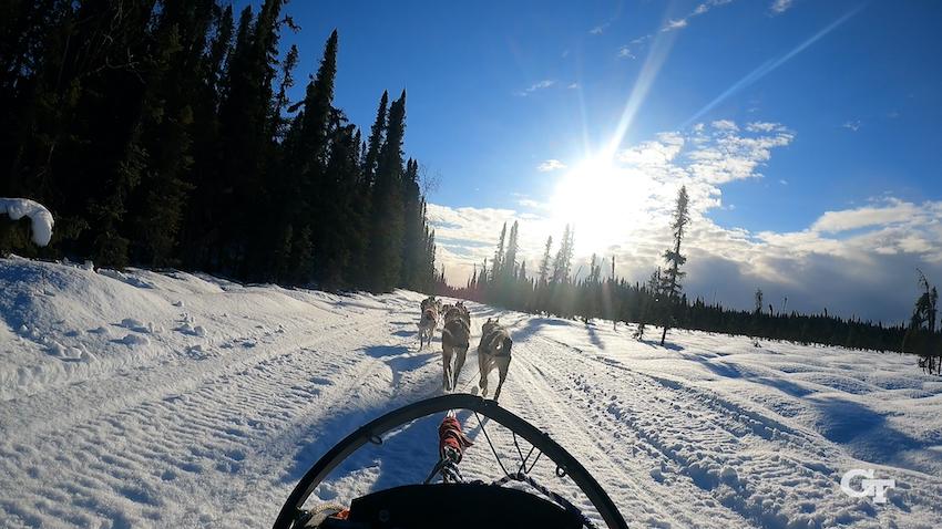 View from sled of sled dog team on snowing trail with bright sunshine