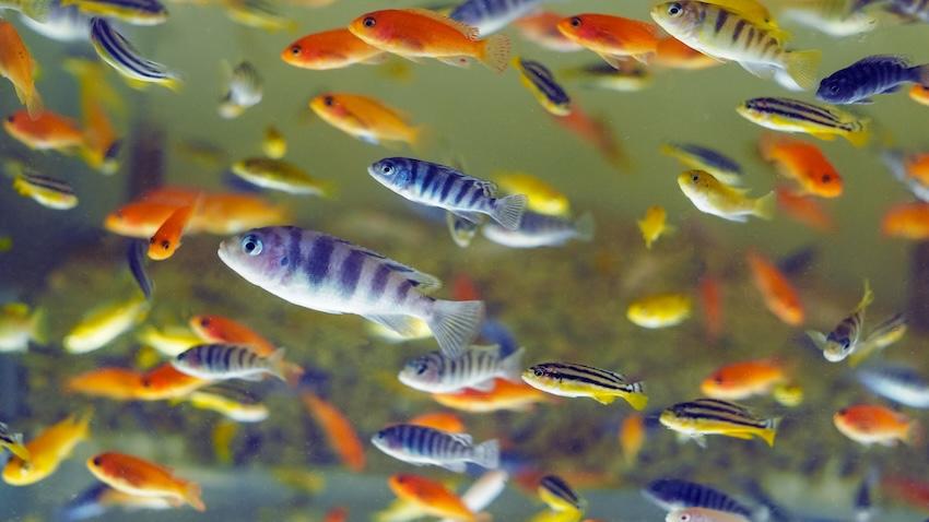 Adobe stock image of dozens of brightly colored Lake Malawi cichlids