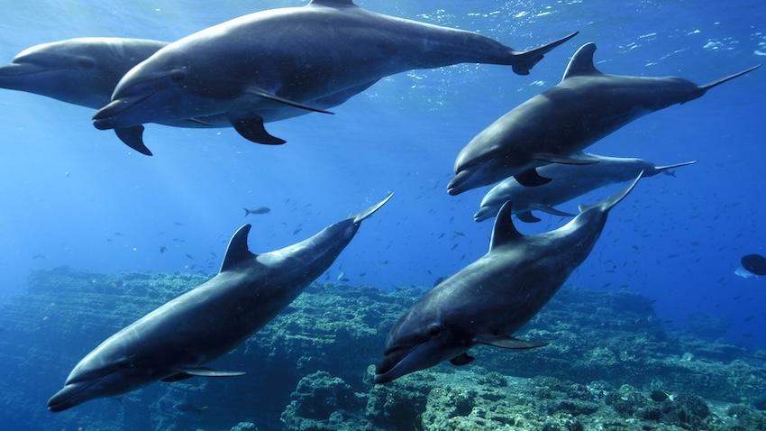 Pod of open ocean wild dolphins
