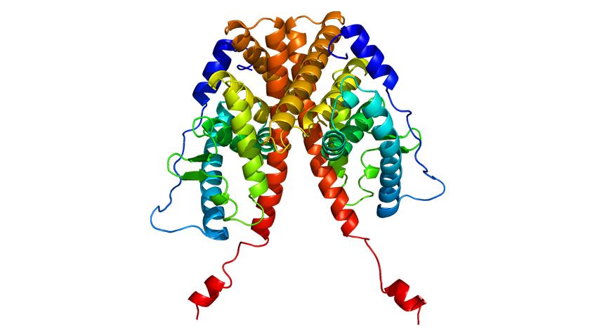 Multicolored protein strands.