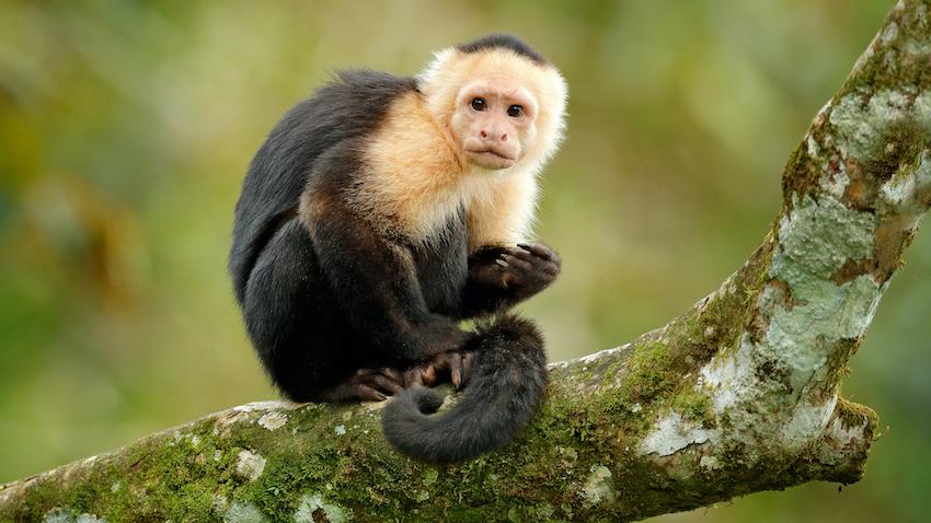 capuchin monkey on a tree branch
