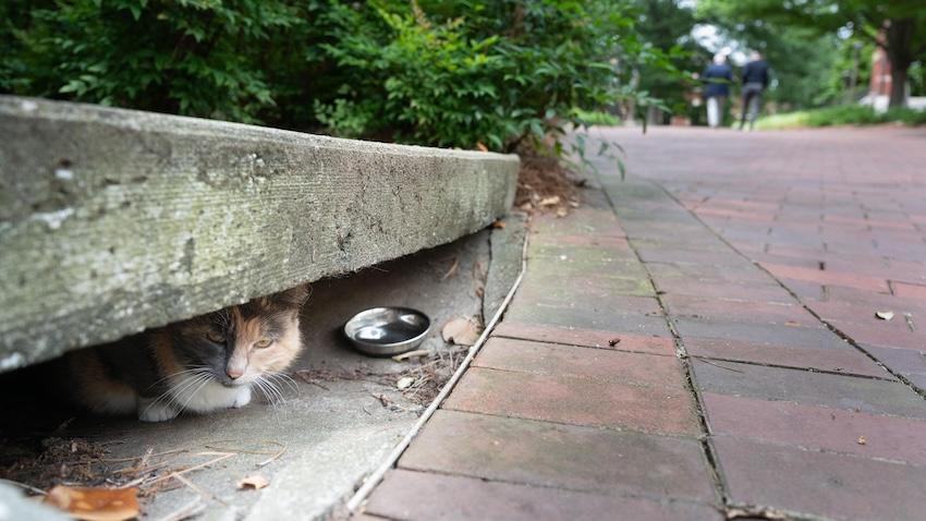 Georgia Tech cat hiding in plain site